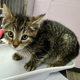 Jerry, Adoptable, Adult Male Domestic Short Hair.