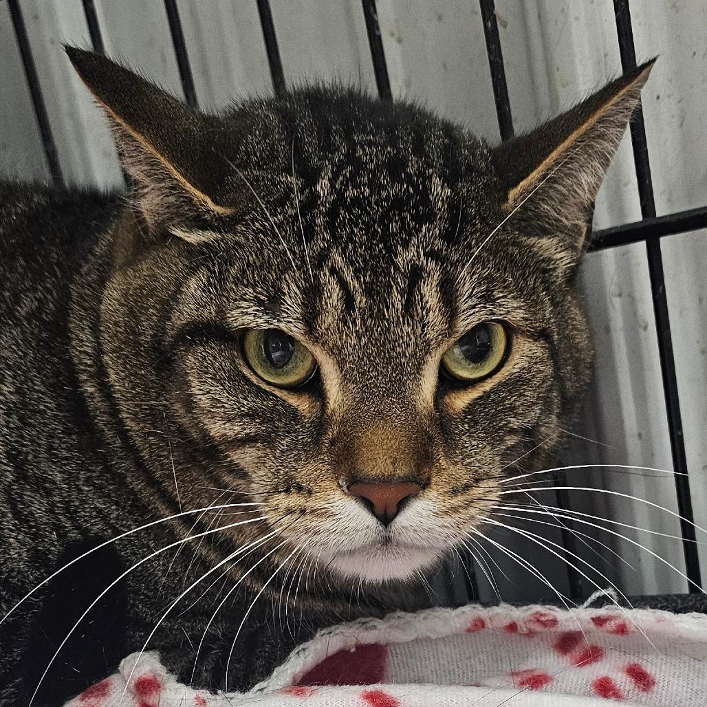 Enlarge Jerry, a Adoptable Domestic Short Hair in Grinnell, IA image 2/3