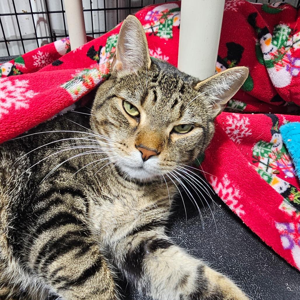 Enlarge Jerry, a Adoptable Domestic Short Hair in Grinnell, IA image 3/3