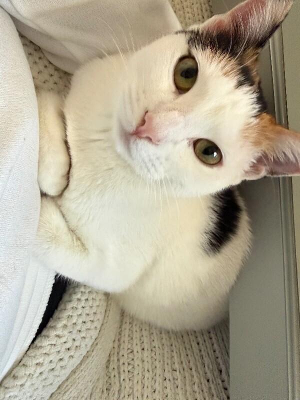 Callie Calypso — thumbnail 5