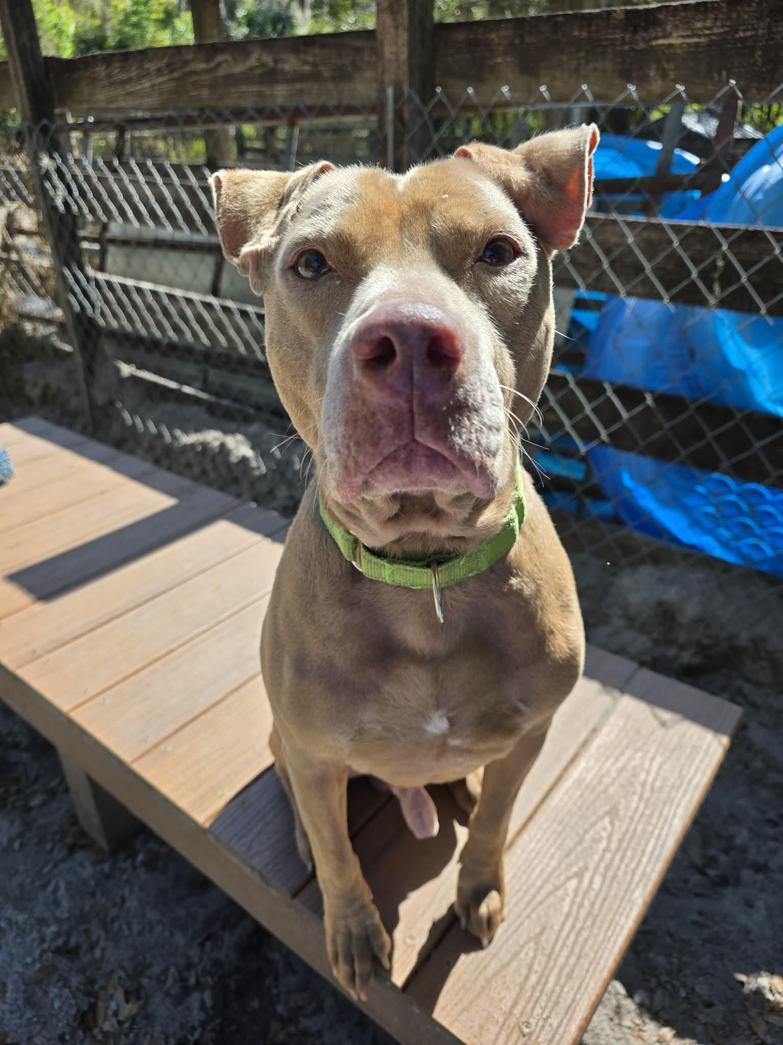 Enlarge Haze, a ADOPTABLE mixed breed in Umatilla, FL image 5/5