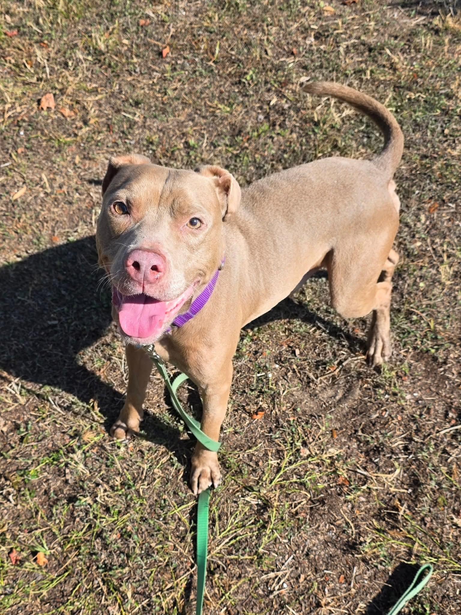 Enlarge Haze, a ADOPTABLE mixed breed in Umatilla, FL image 1/5