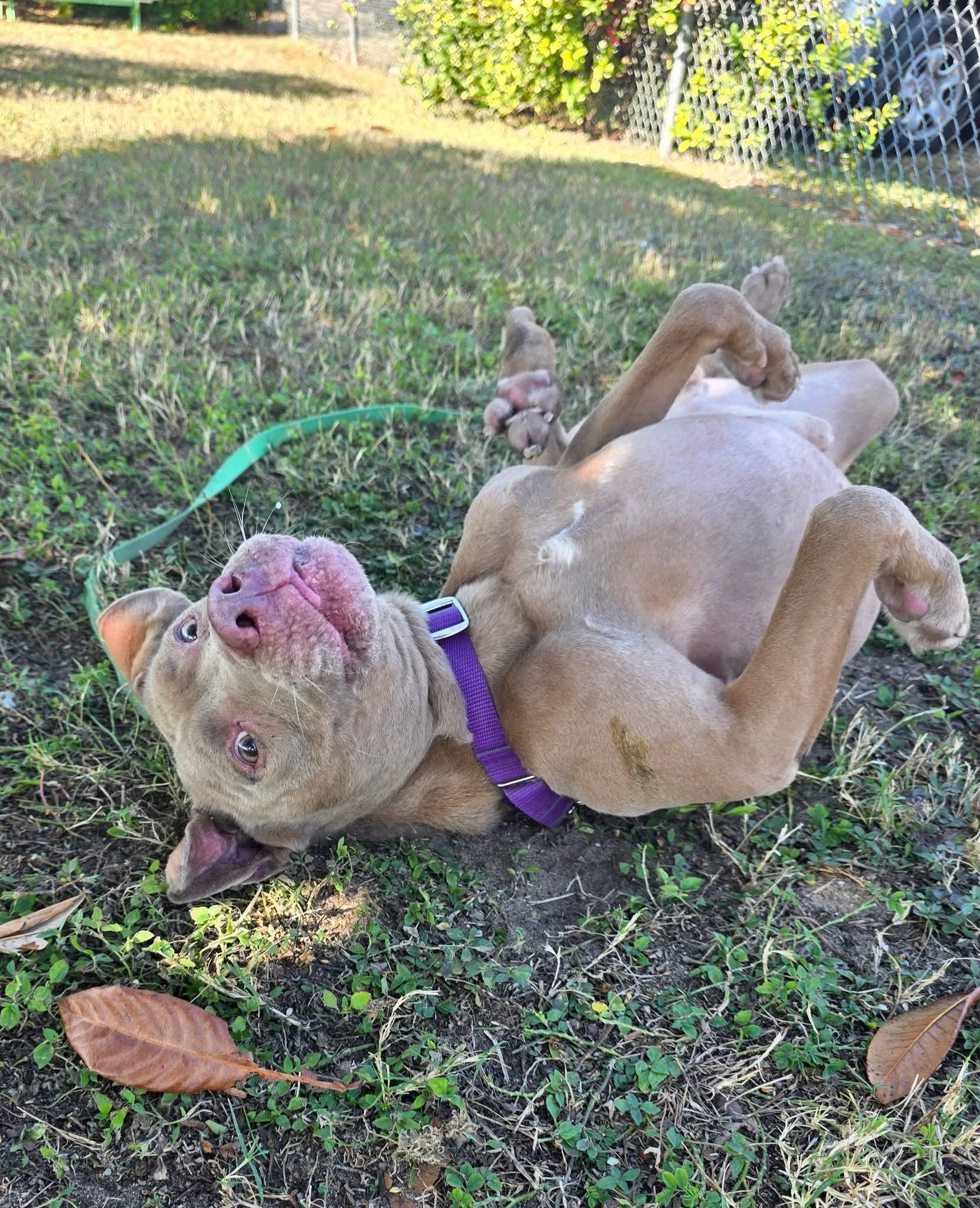 Enlarge Haze, a ADOPTABLE mixed breed in Umatilla, FL image 3/5