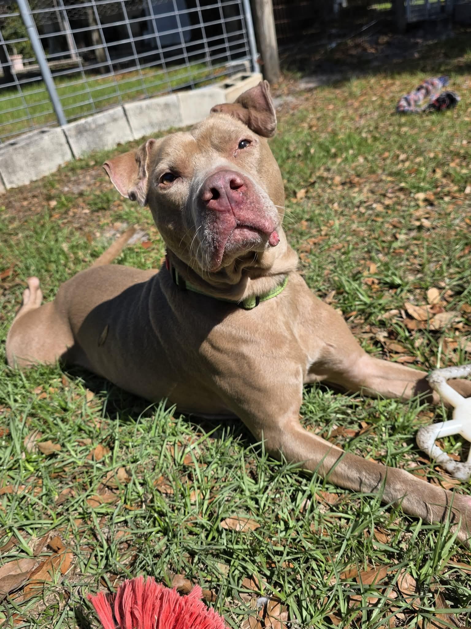 Enlarge Haze, a ADOPTABLE mixed breed in Umatilla, FL image 4/5