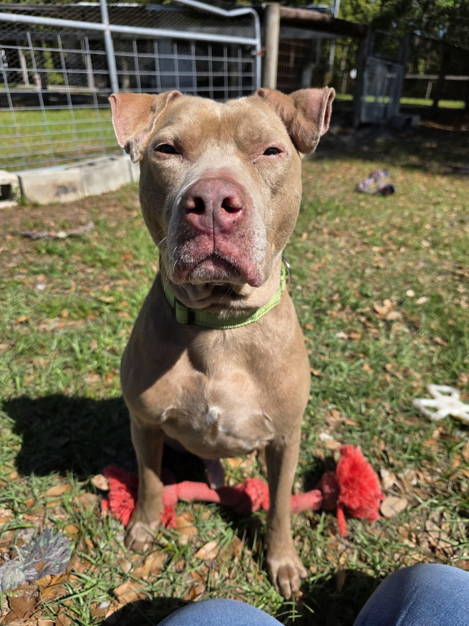 Haze, ADOPTABLE, Adult Male Terrier.