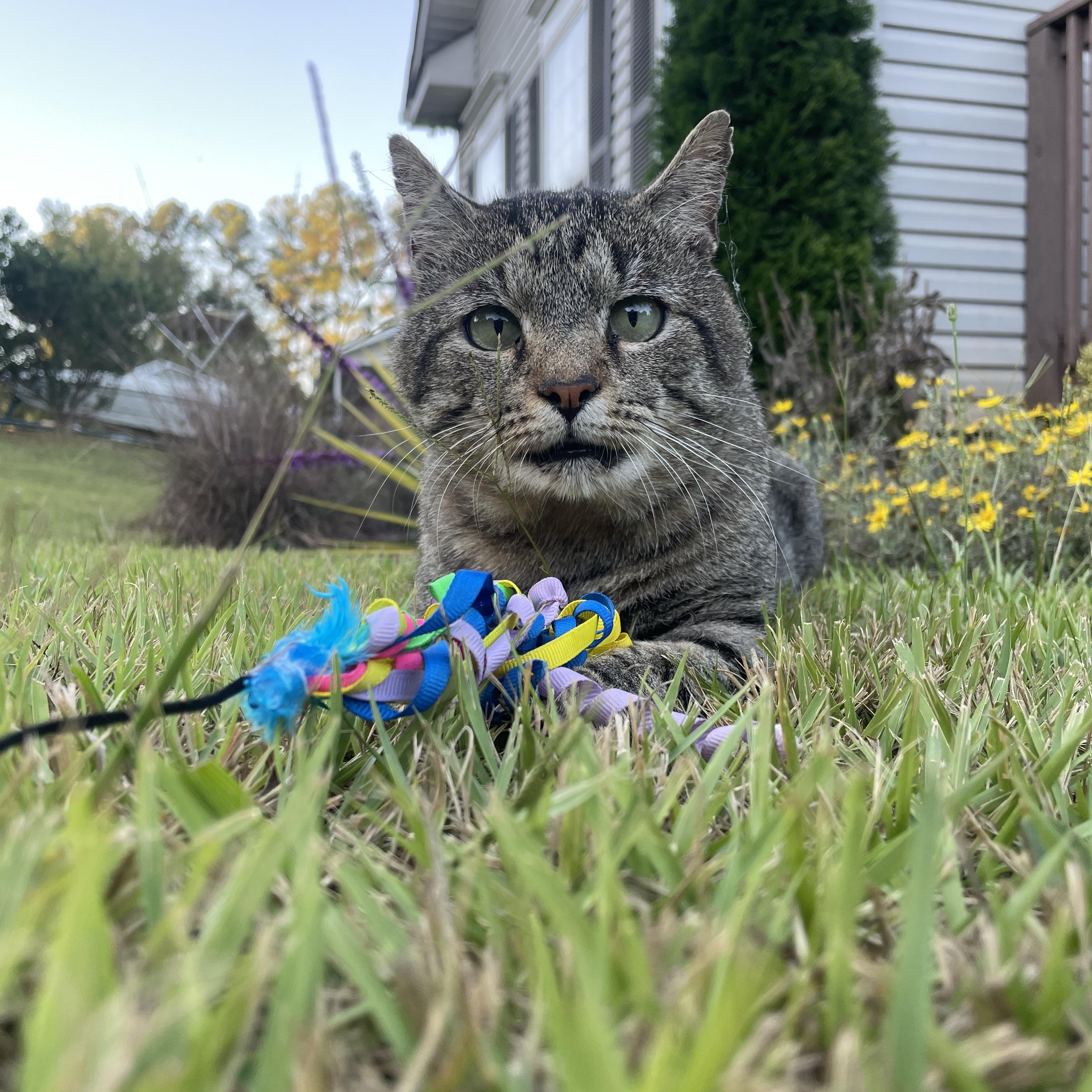 (Formerly) Outside Dave, Adoptable, Adult Male Domestic Short Hair.