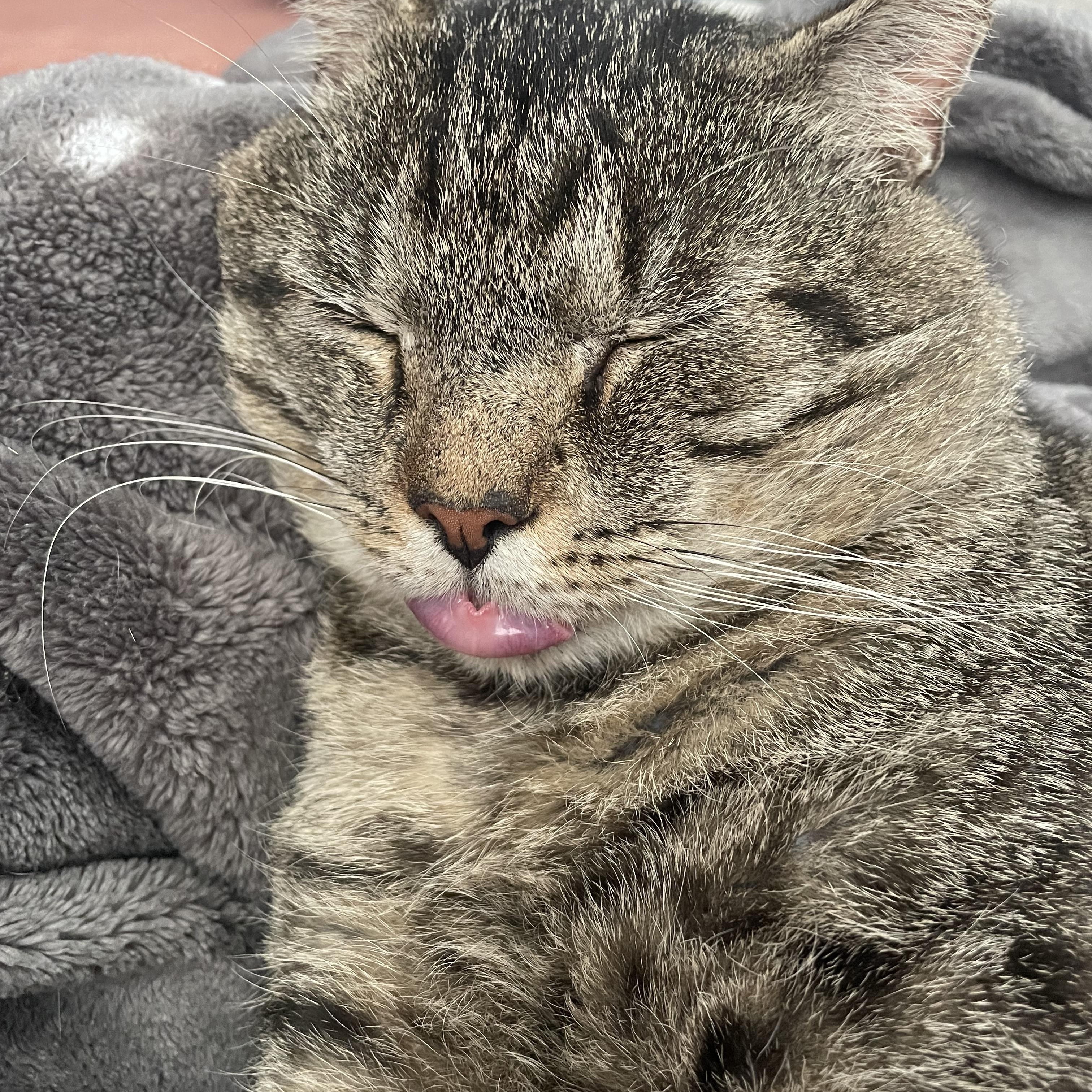 (Formerly) Outside Dave, a Adoptable Domestic Short Hair in Seneca, SC image 4/6