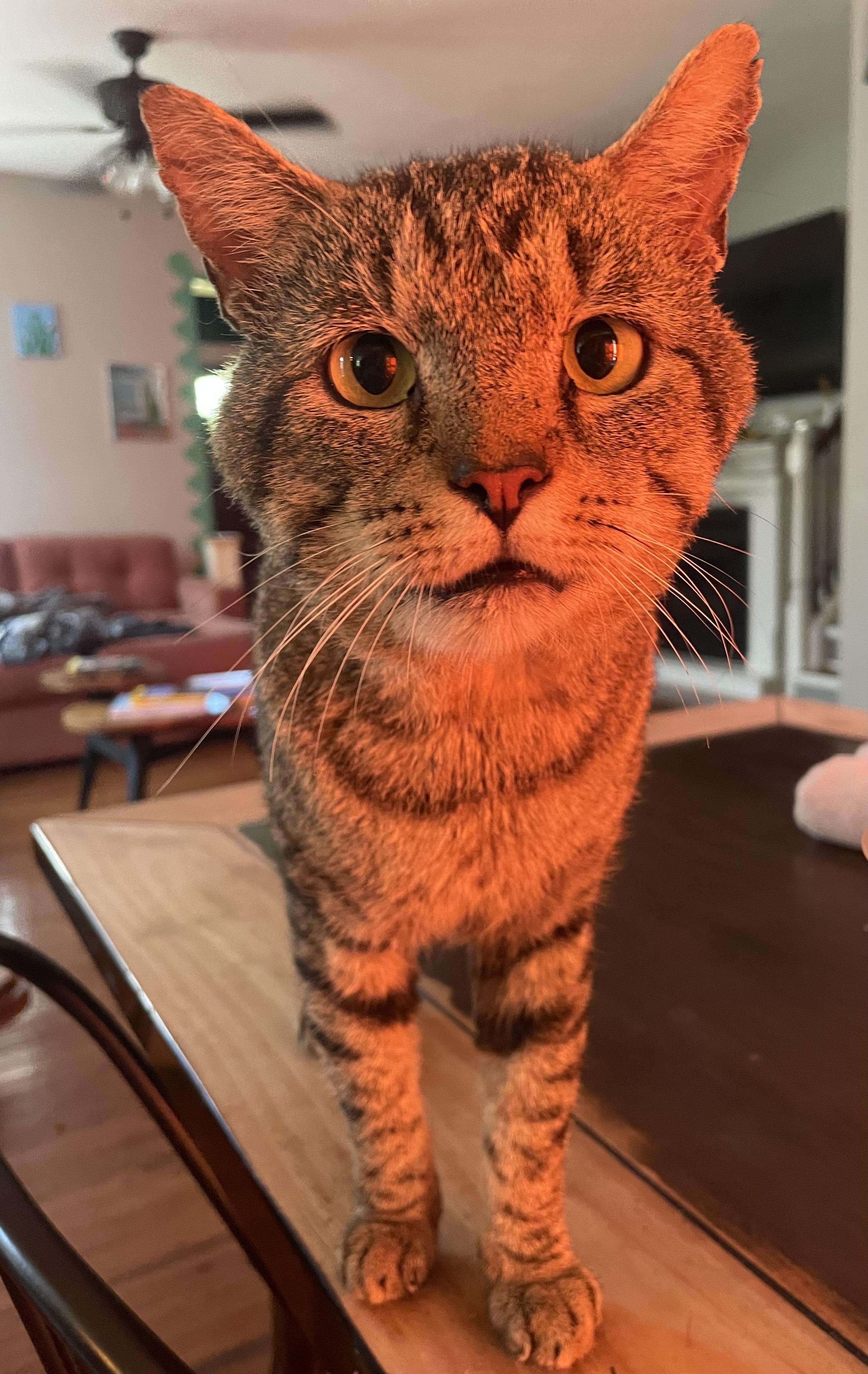 (Formerly) Outside Dave, Adoptable, Adult Male Domestic Short Hair.