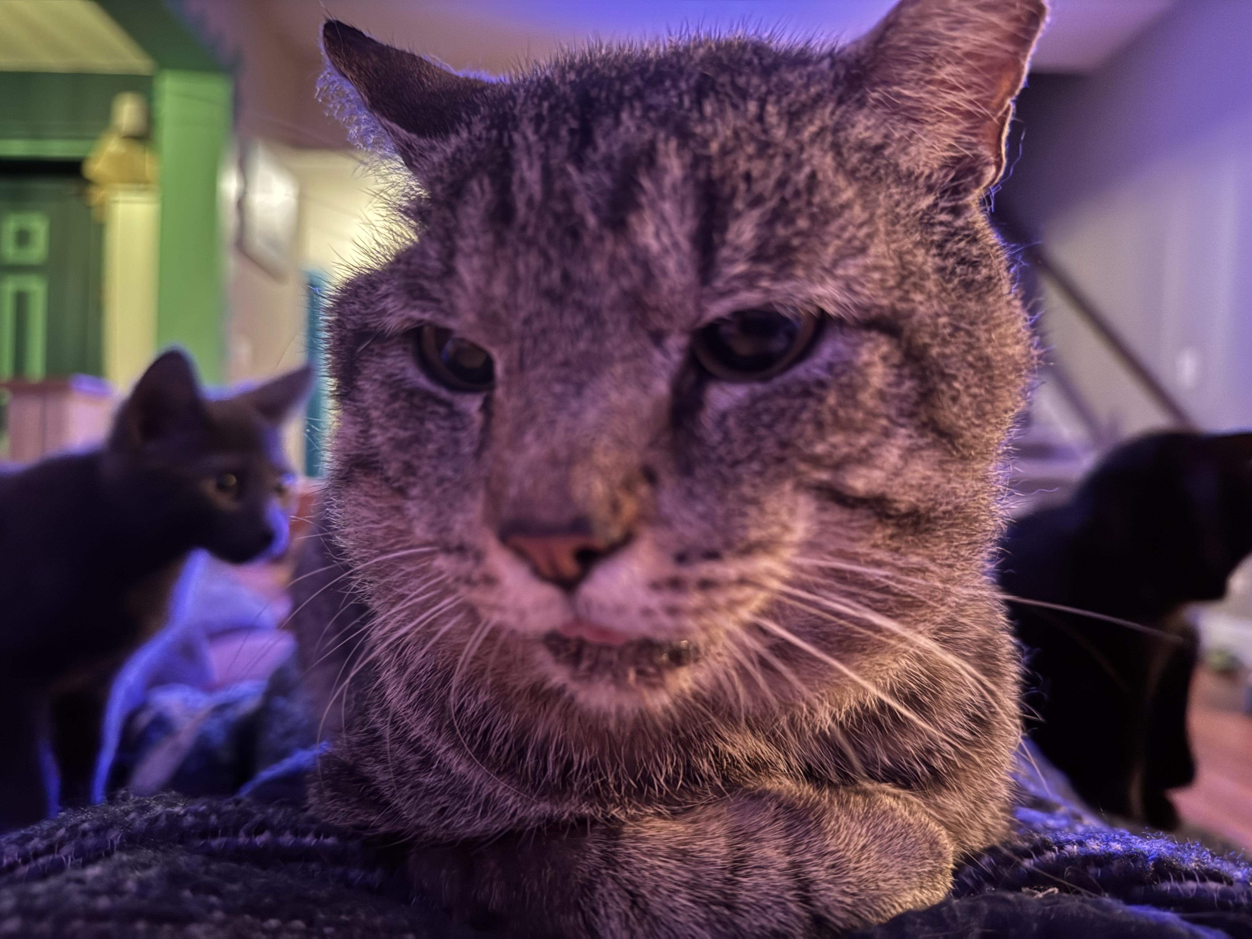 (Formerly) Outside Dave, a Adoptable Domestic Short Hair in Seneca, SC image 5/6