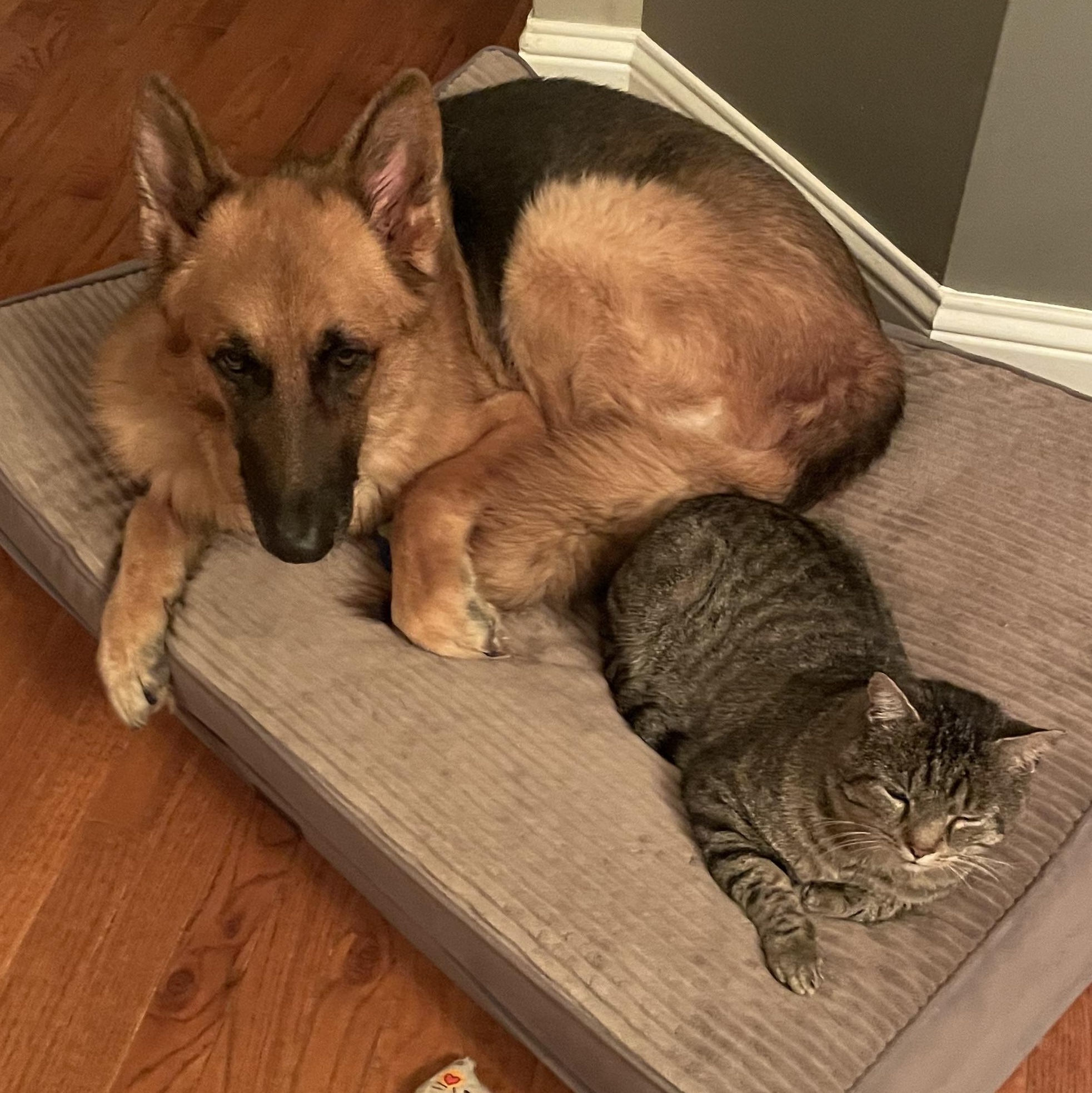 (Formerly) Outside Dave, a Adoptable Domestic Short Hair in Seneca, SC image 3/6