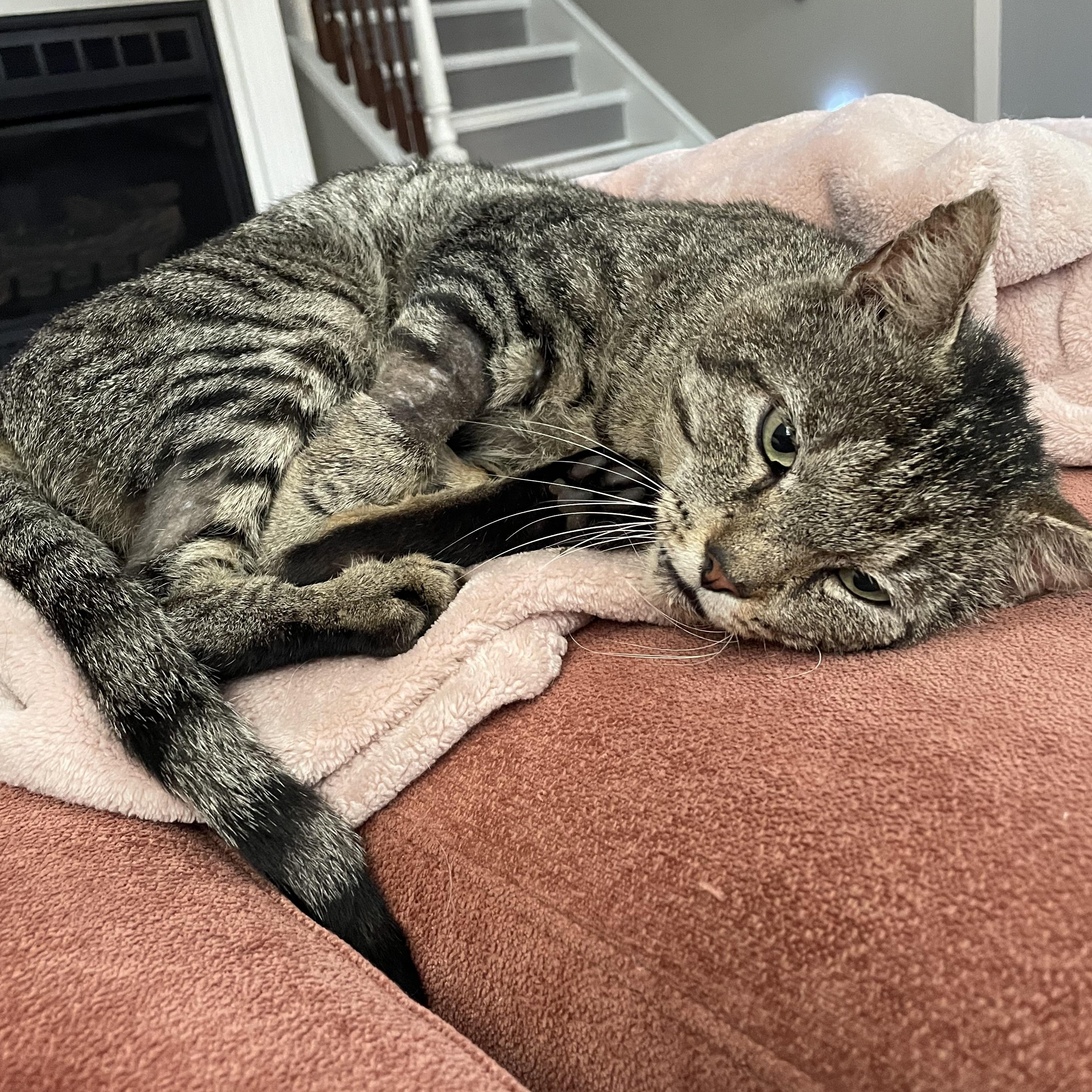 (Formerly) Outside Dave, a Adoptable Domestic Short Hair in Seneca, SC image 6/6