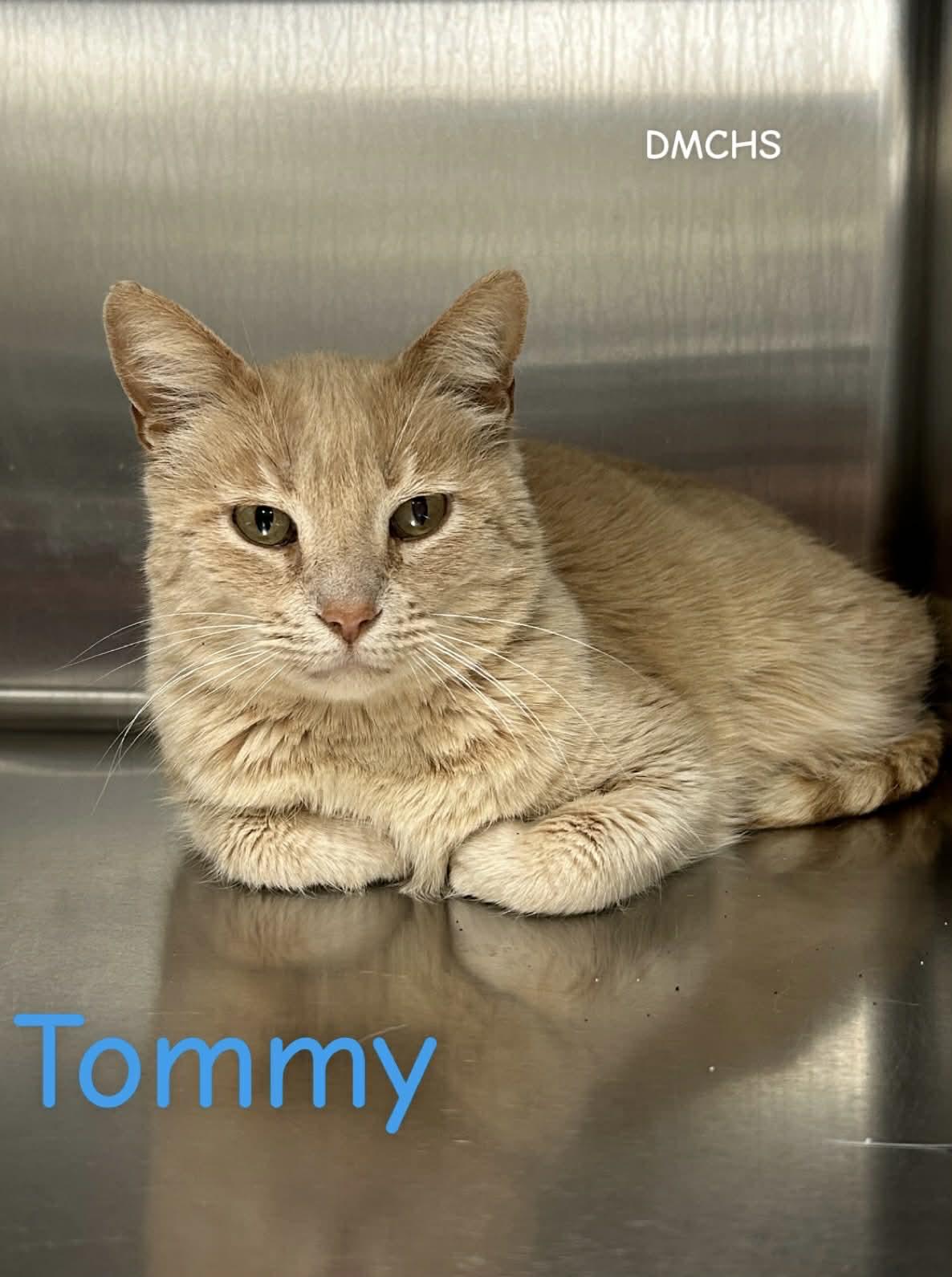 Enlarge Tommy, a Adoptable Domestic Short Hair in Burlington, IA image 1/2