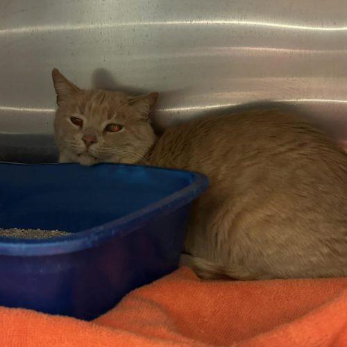 Enlarge Tommy, a Adoptable Domestic Short Hair in Burlington, IA image 2/2