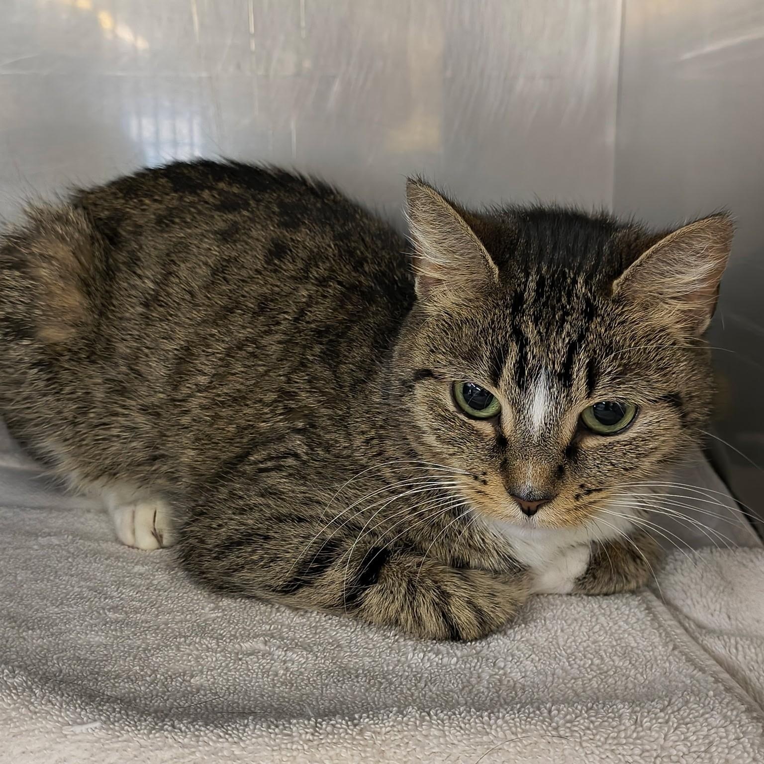 Enlarge Bibble, a ADOPTABLE Domestic Short Hair in Saint Marys, PA image 1/1
