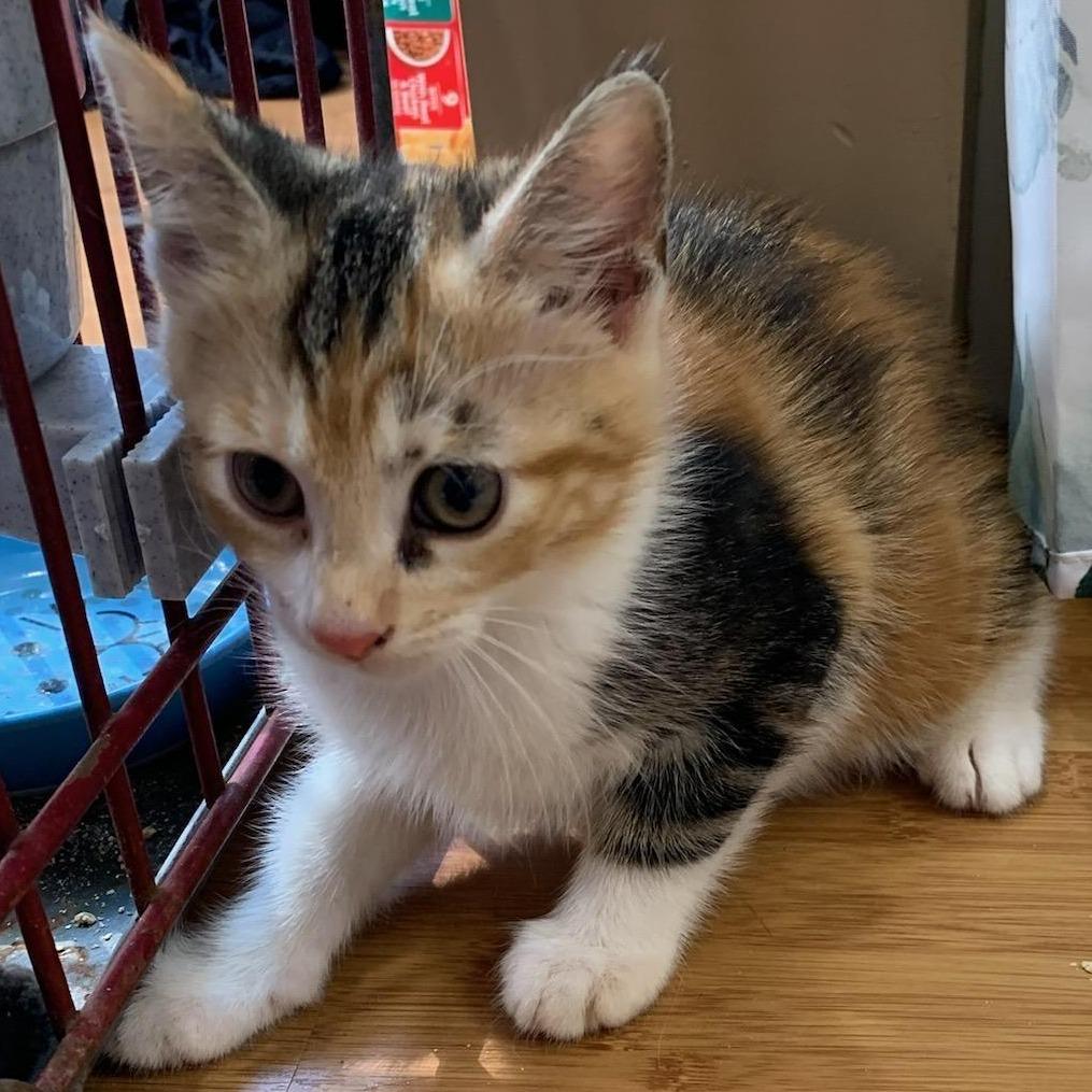 Enlarge Snickers, a Adoptable Domestic Short Hair in Danbury, CT image 2/2