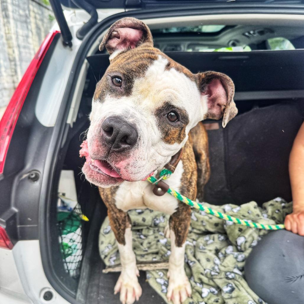 Konga, Adoptable, Adult Female Pit Bull Terrier & Mixed Breed.