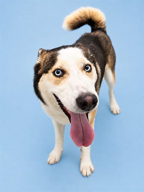 ZARI, Adoptable, Adult Female Siberian Husky.