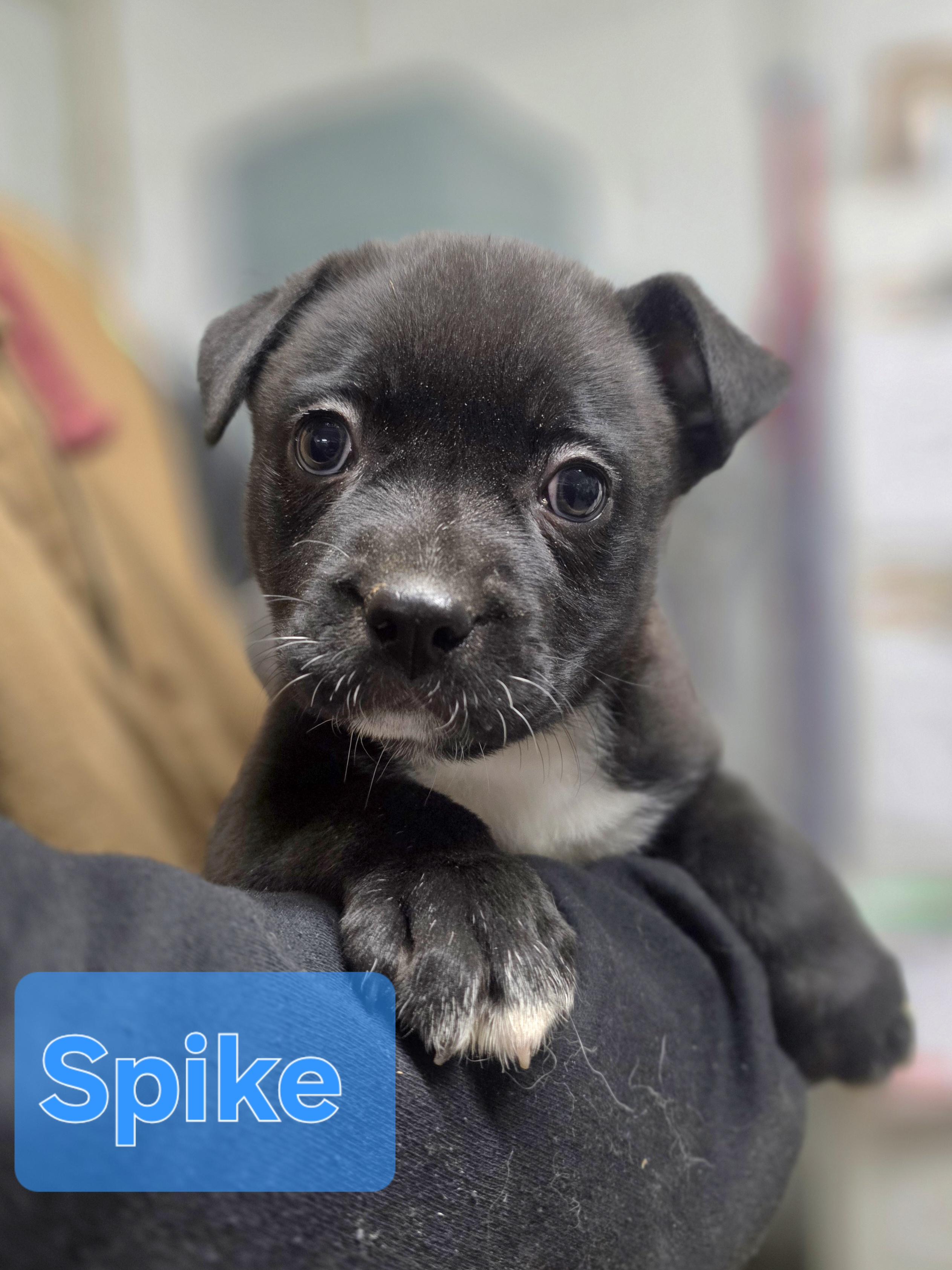 Enlarge Spike, an adopted mixed breed in Walthill, NE image 1/1