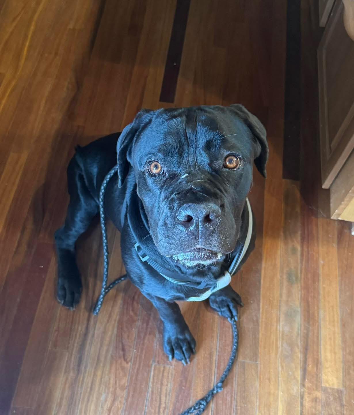 Enlarge Chop, a Adopted Cane Corso in Reno, NV image 1/5