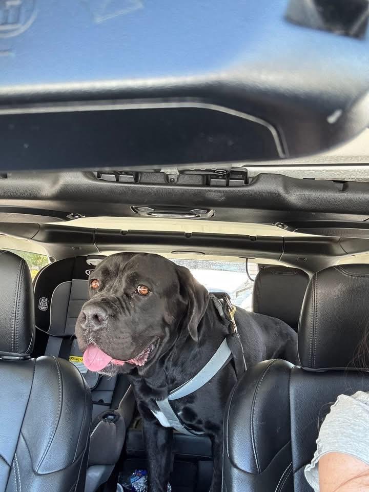 Enlarge Chop, a Adopted Cane Corso in Reno, NV image 2/5