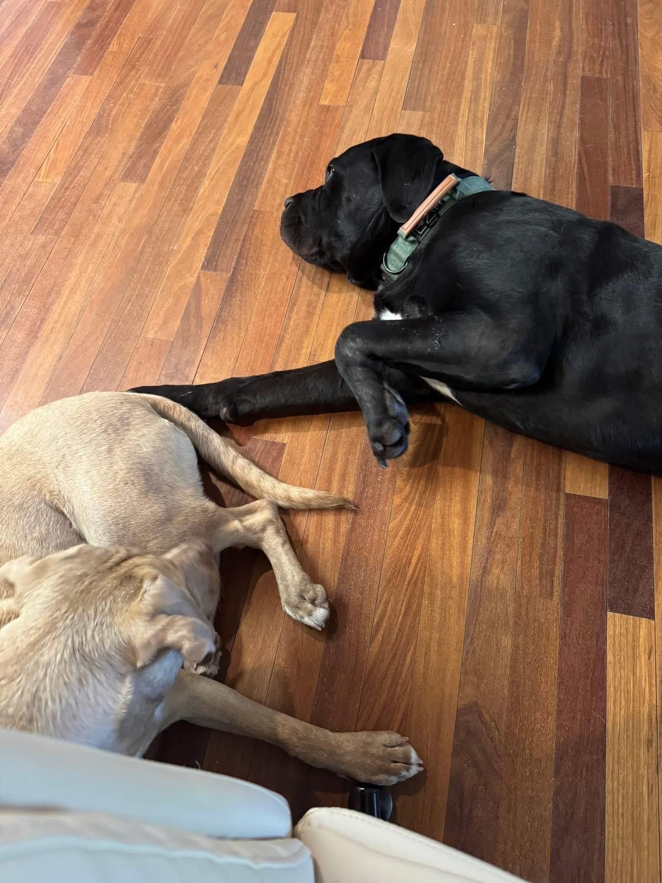 Enlarge Chop, a Adopted Cane Corso in Reno, NV image 3/5