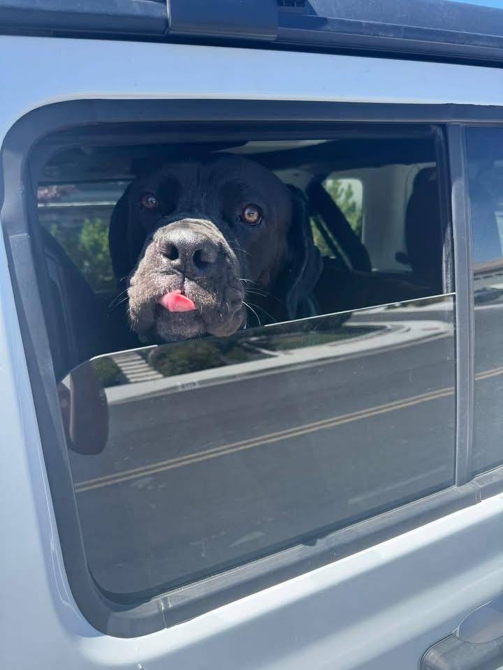 Enlarge Chop, a Adopted Cane Corso in Reno, NV image 4/5