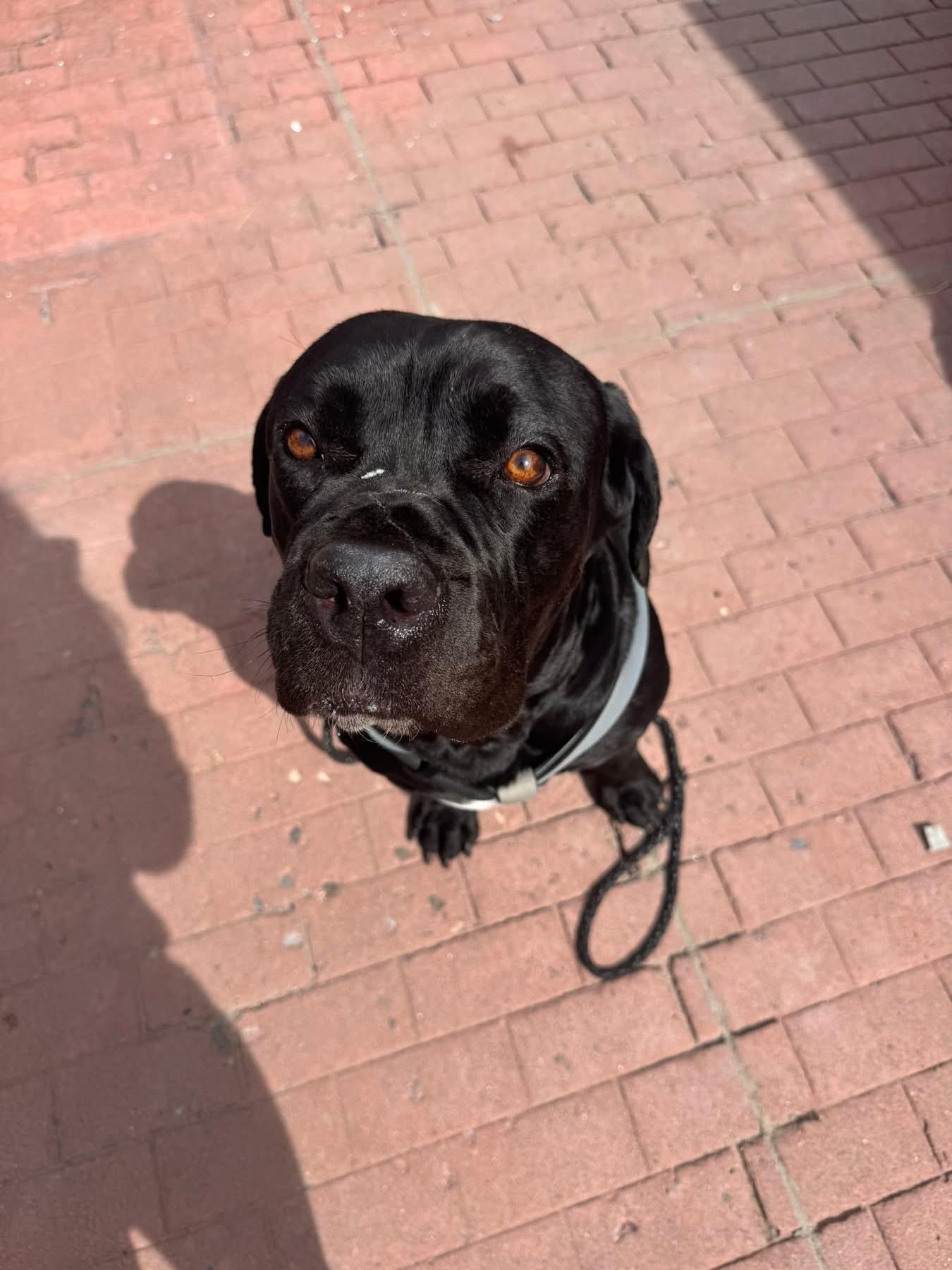 Enlarge Chop, a Adopted Cane Corso in Reno, NV image 5/5