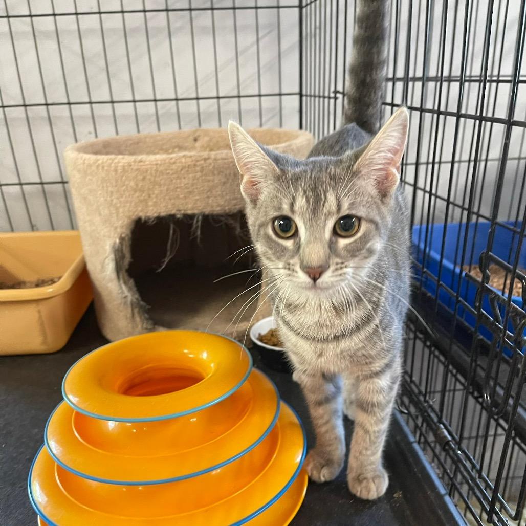 Enlarge Lexx, a Adoptable Domestic Short Hair in Wappingers Falls, NY image 1/6