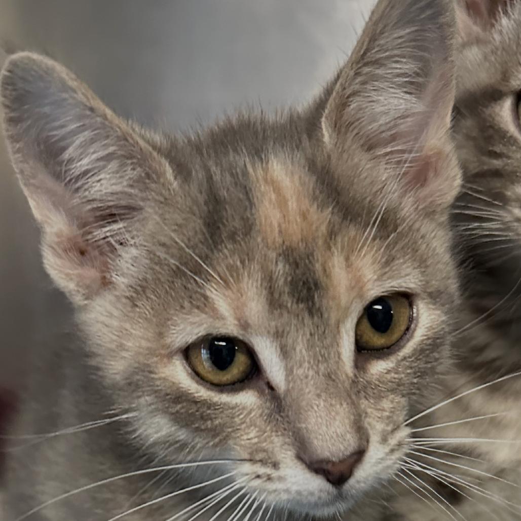 Enlarge Lexx, a Adoptable Domestic Short Hair in Wappingers Falls, NY image 2/6