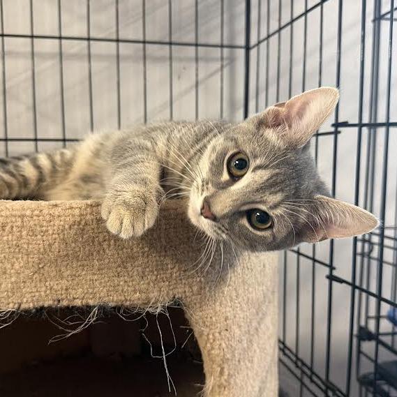 Enlarge Lexx, a Adoptable Domestic Short Hair in Wappingers Falls, NY image 3/6