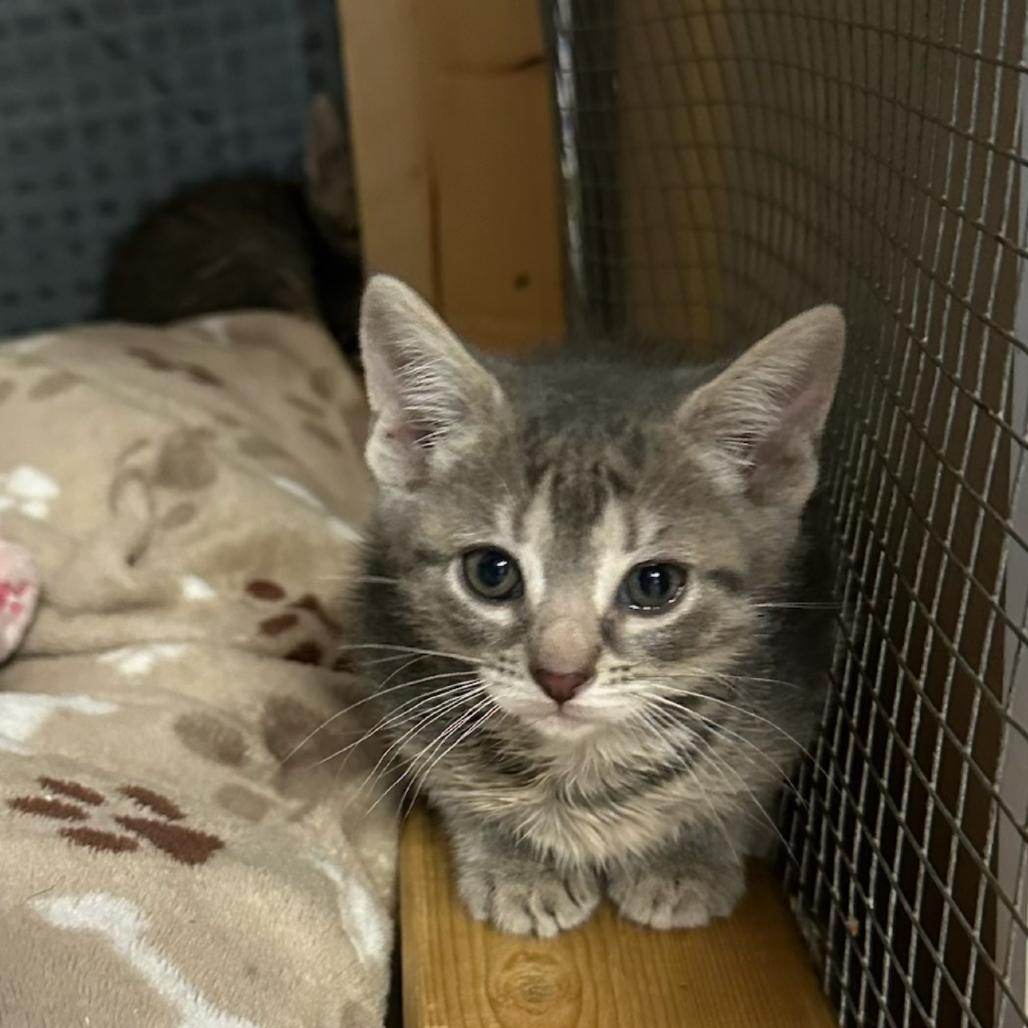 Enlarge Lexx, a Adoptable Domestic Short Hair in Wappingers Falls, NY image 4/6