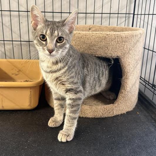 Enlarge Lexx, a Adoptable Domestic Short Hair in Wappingers Falls, NY image 5/6