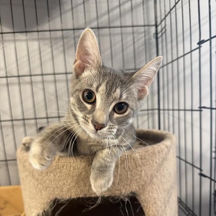 Enlarge Lexx, a Adoptable Domestic Short Hair in Wappingers Falls, NY image 6/6