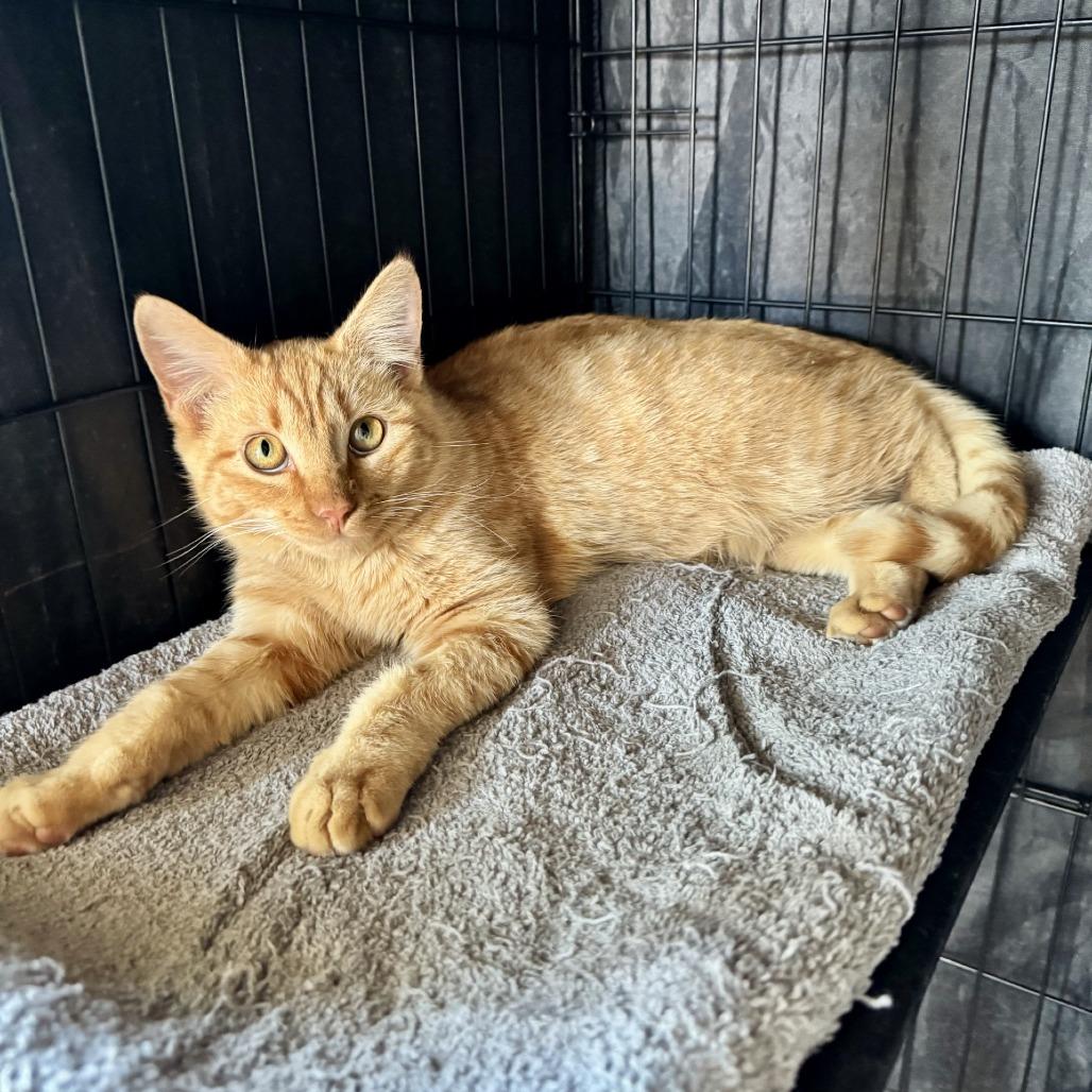 Enlarge Morris, a Adoptable Domestic Short Hair in Fredericksburg, TX image 1/5