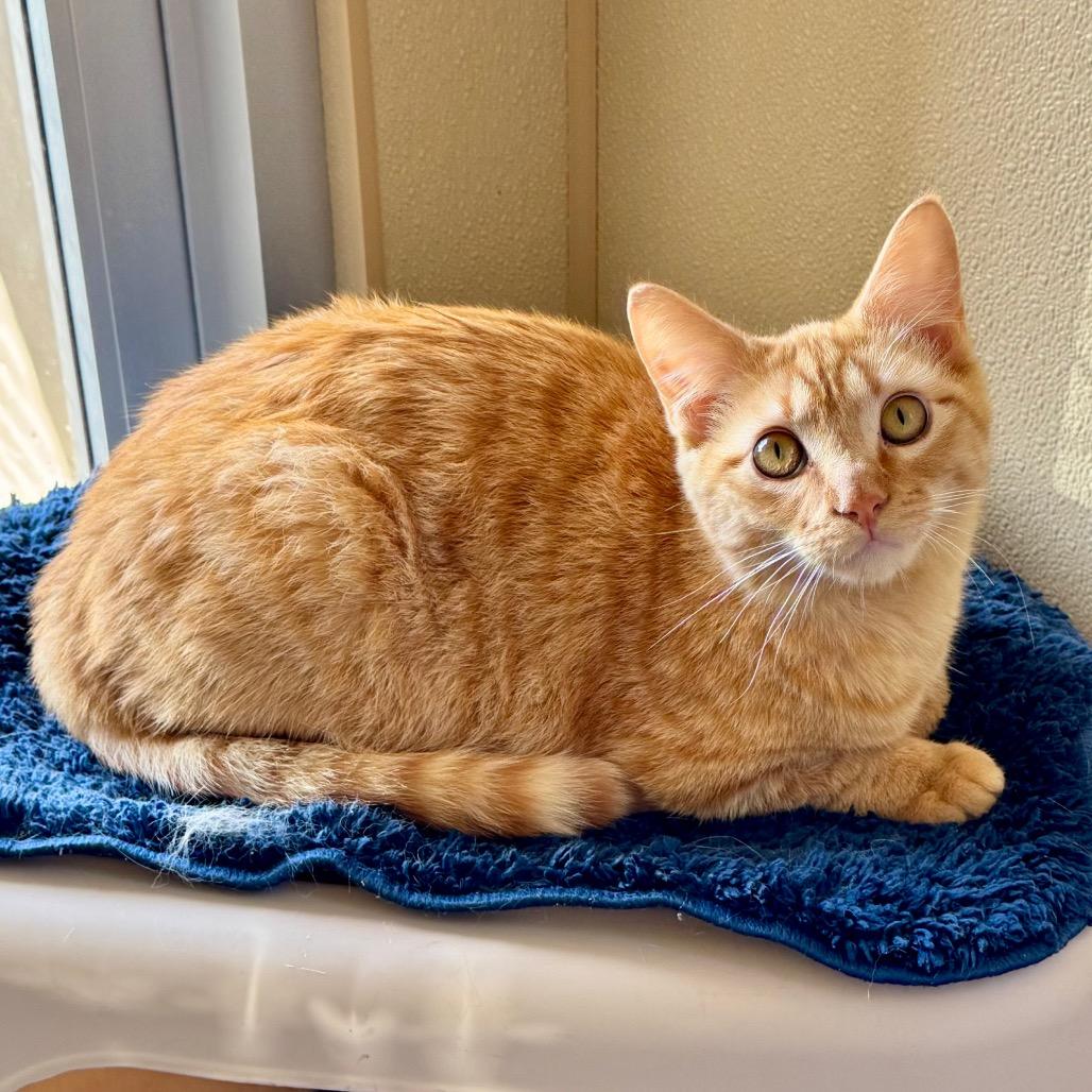 Enlarge Morris, a Adoptable Domestic Short Hair in Fredericksburg, TX image 2/5