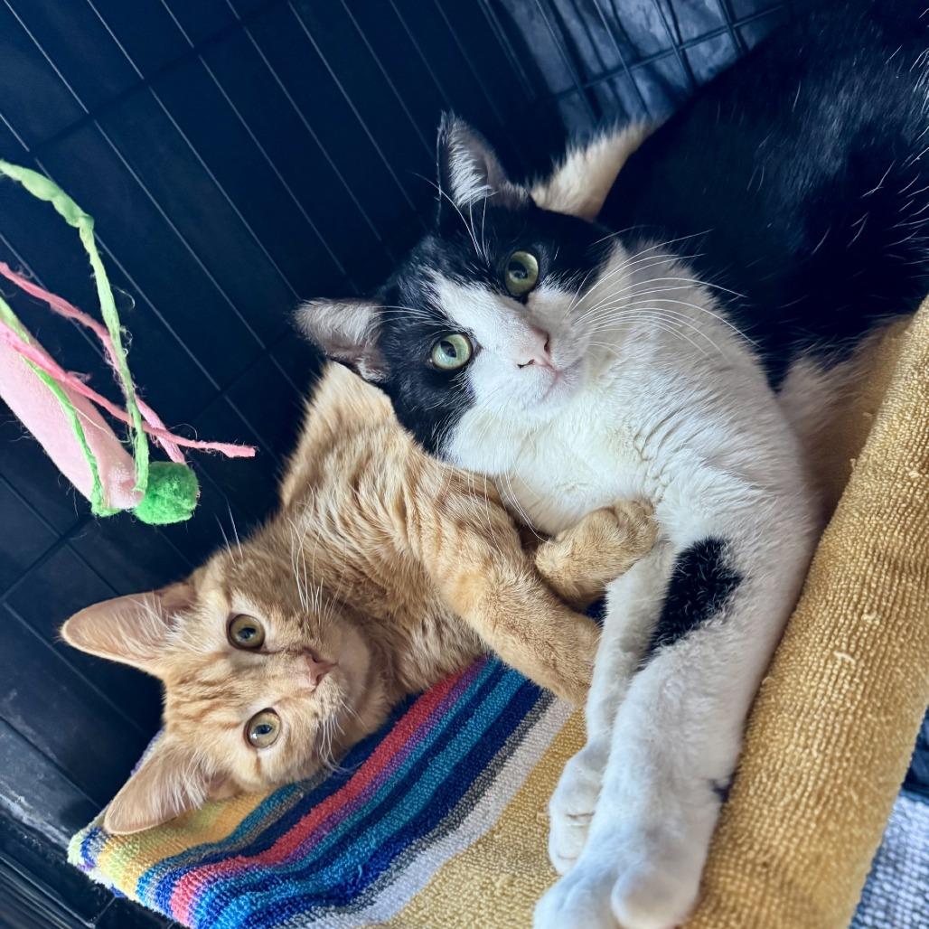 Enlarge Morris, a Adoptable Domestic Short Hair in Fredericksburg, TX image 3/5