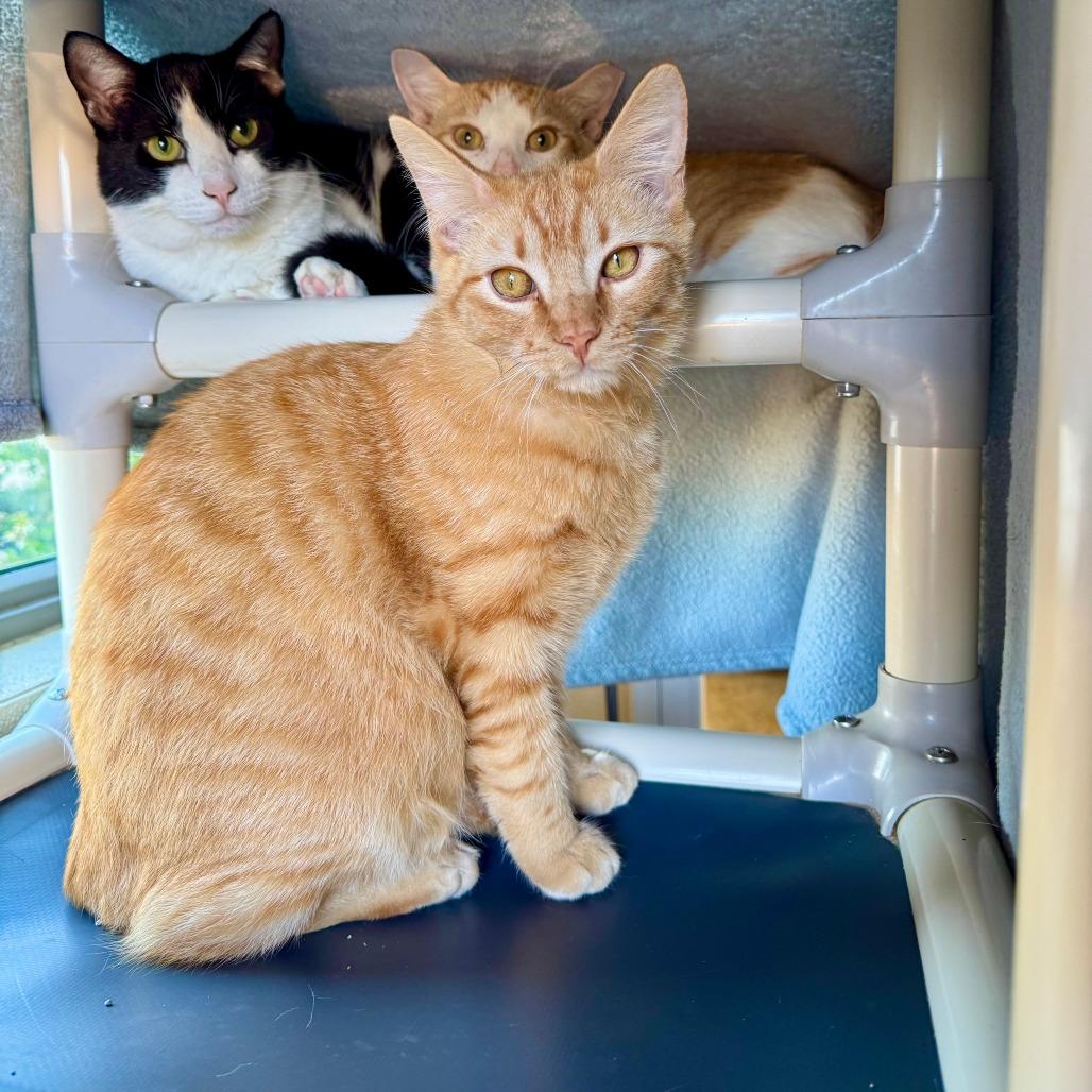 Enlarge Morris, a Adoptable Domestic Short Hair in Fredericksburg, TX image 4/5