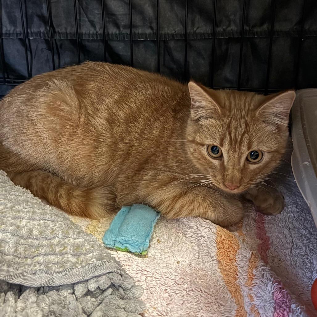 Enlarge Morris, a Adoptable Domestic Short Hair in Fredericksburg, TX image 5/5