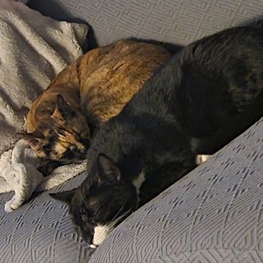 Savannah & Domino photo 6