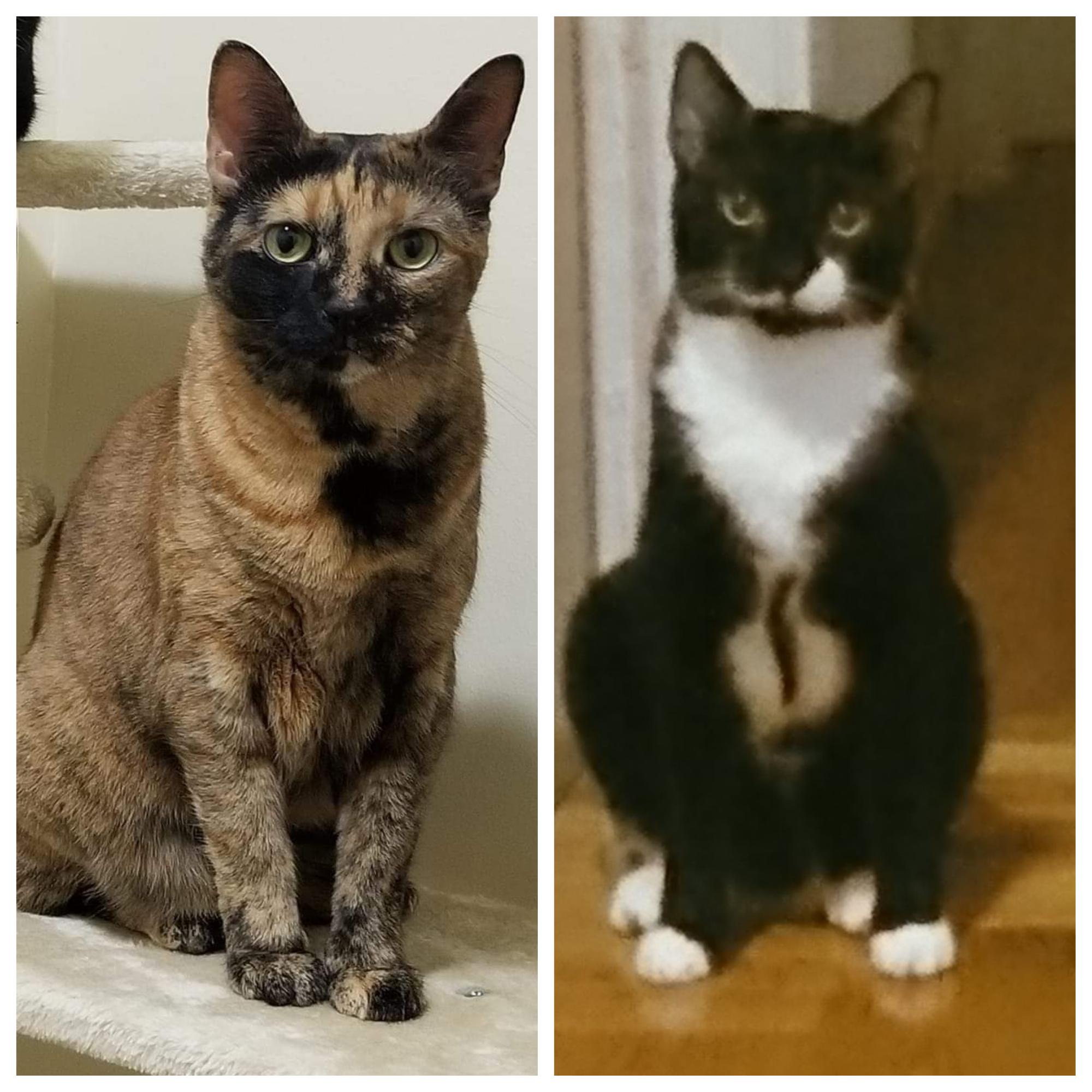 Savannah & Domino