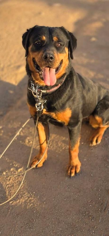 Sasha, Adoptable, Young Female Rottweiler.