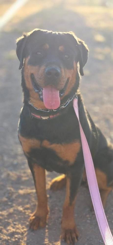Sasha, Adoptable, Young Female Rottweiler.