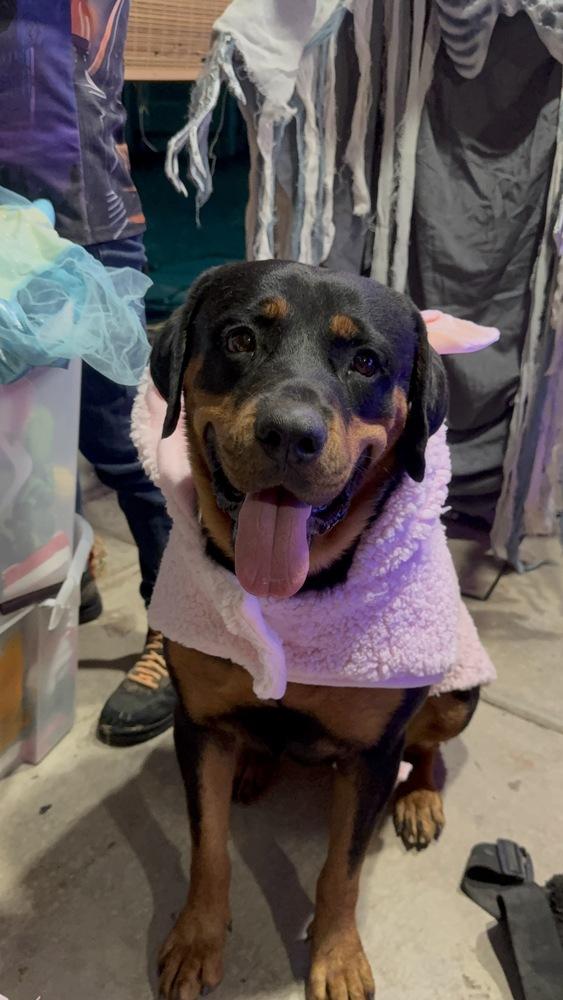 Enlarge Sasha, a Adoptable Rottweiler in Gilbert, AZ image 2/5