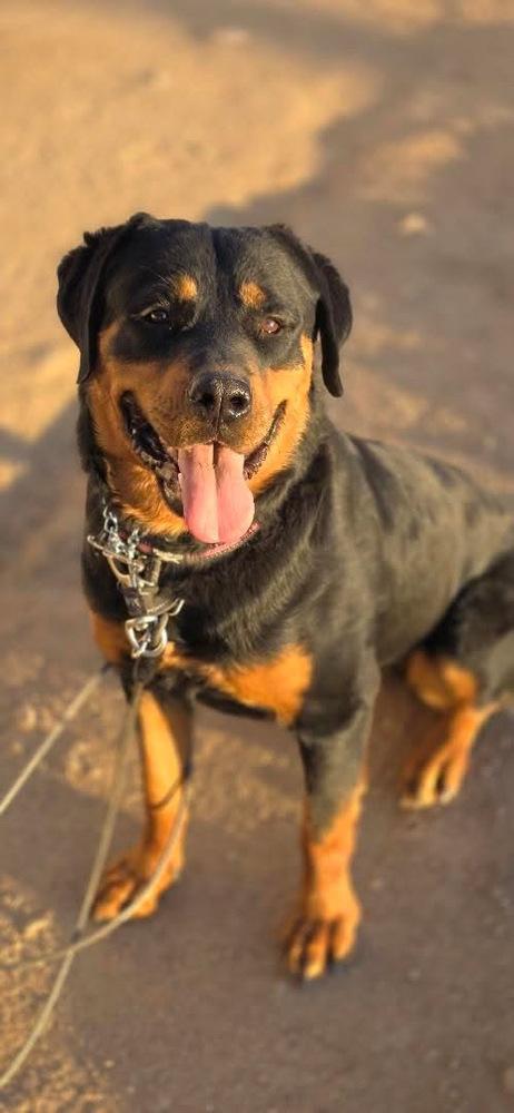 Enlarge Sasha, a Adoptable Rottweiler in Gilbert, AZ image 3/6