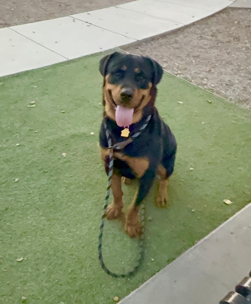 Enlarge Sasha, a Adoptable Rottweiler in Gilbert, AZ image 1/6