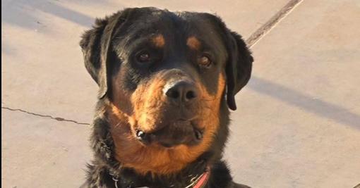 Enlarge Sasha, a Adoptable Rottweiler in Gilbert, AZ image 4/6