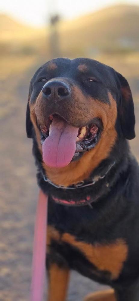 Enlarge Sasha, a Adoptable Rottweiler in Gilbert, AZ image 5/6