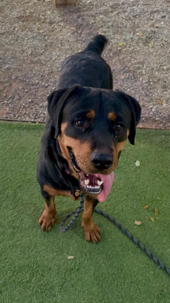 Enlarge Sasha, a Adoptable Rottweiler in Gilbert, AZ image 2/6
