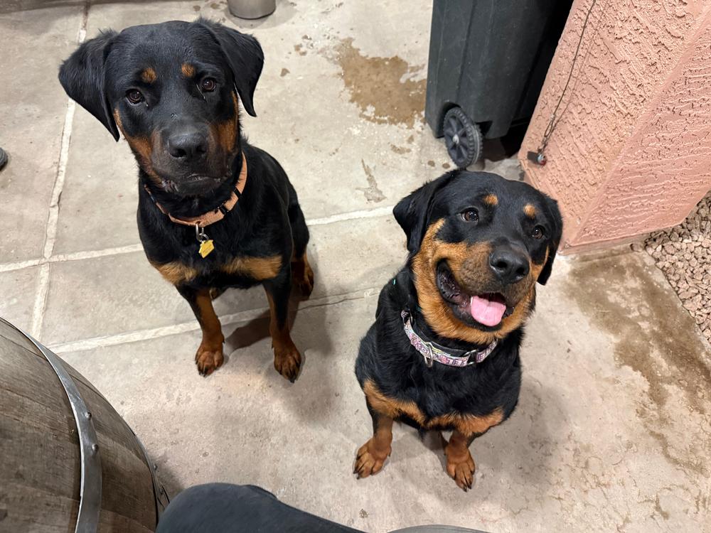 Sasha, a Adoptable Rottweiler in Gilbert, AZ image 3/4