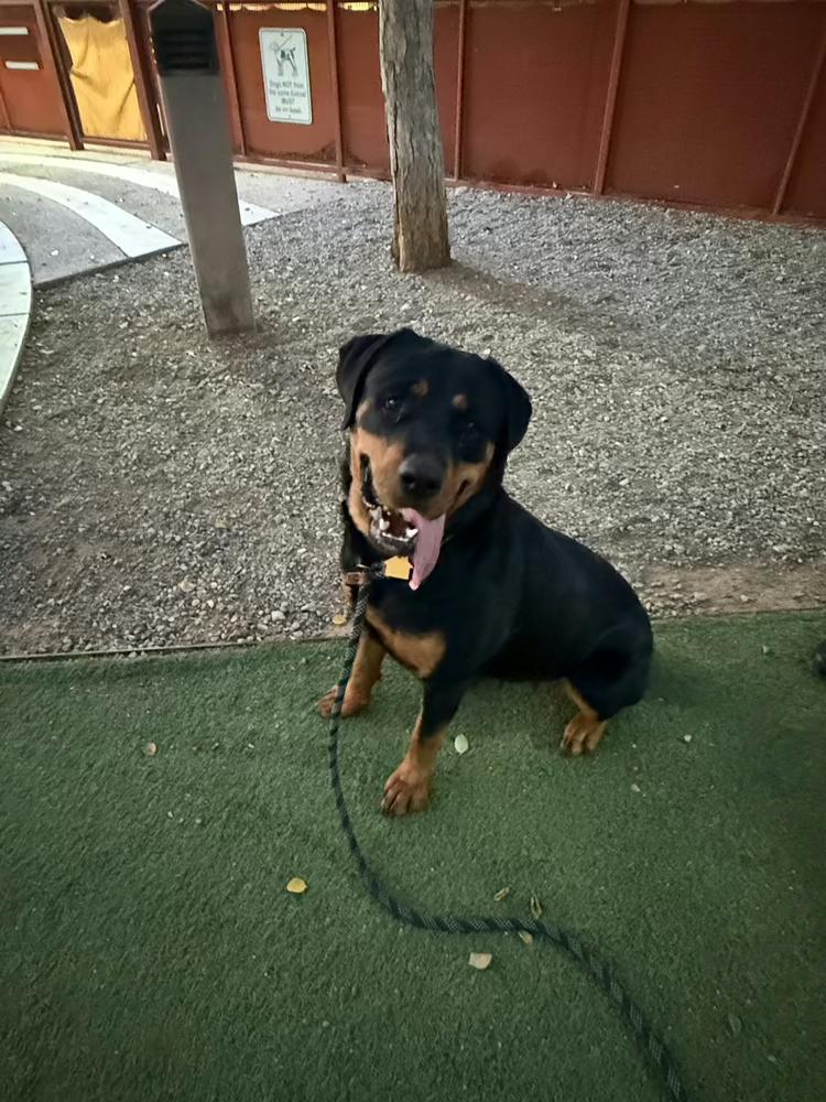 Enlarge Sasha, a Adoptable Rottweiler in Gilbert, AZ image 3/6